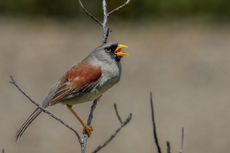 Rufous-backed Inca Finch