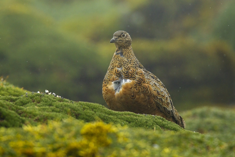 Rufous-bellied Seedsnipe