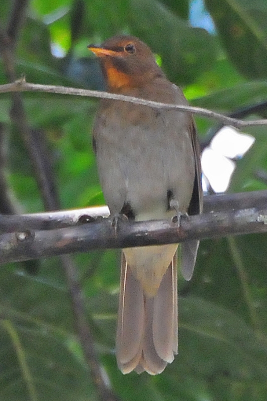 Rufous-brown Solitaire