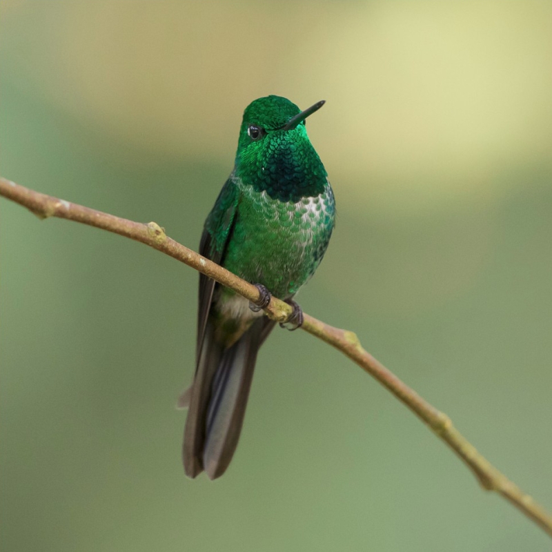 Rufous-vented Whitetip