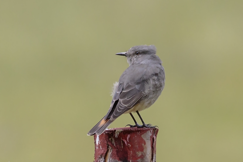 Rufous-webbed Bush Tyrant