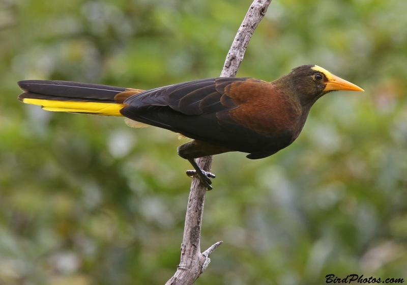 Russet-backed Oropendola