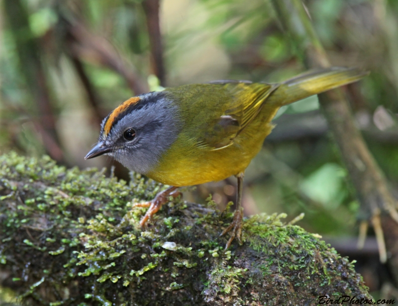 Russet-crowned Warbler