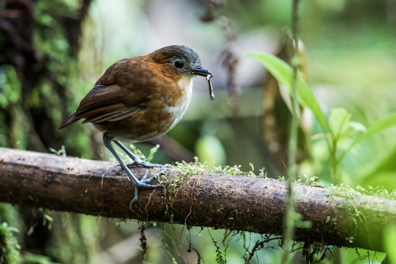 Rusty-tinged Antpitta