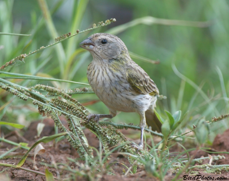 Saffron Finch