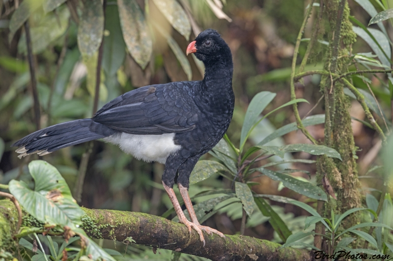 Salvin's Curassow