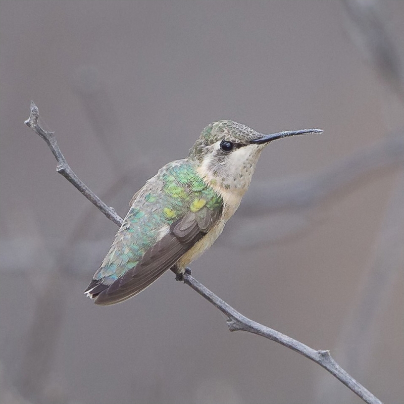 Short-tailed Woodstar