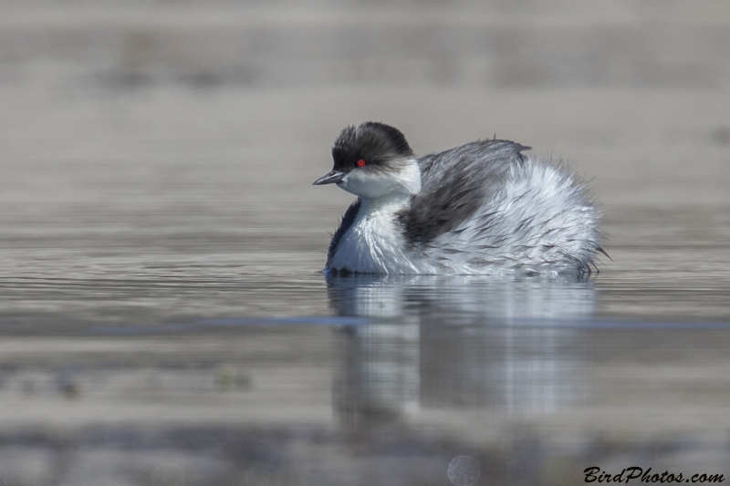 Silvery Grebe