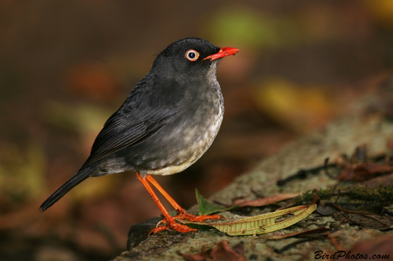 Slaty-backed Nightingale-Thrush