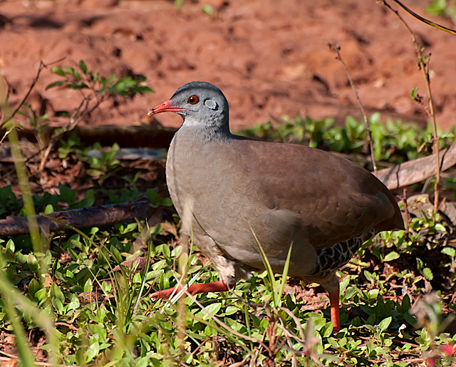 Small-billed Tinamou