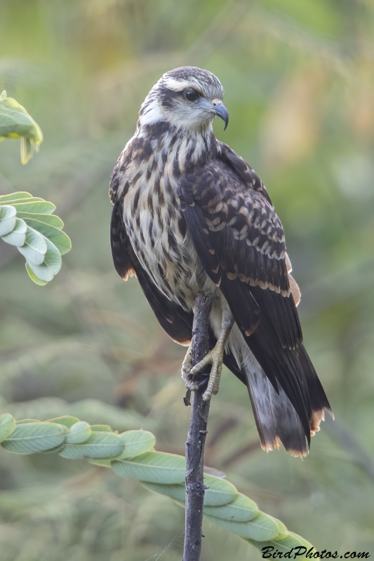 Snail Kite