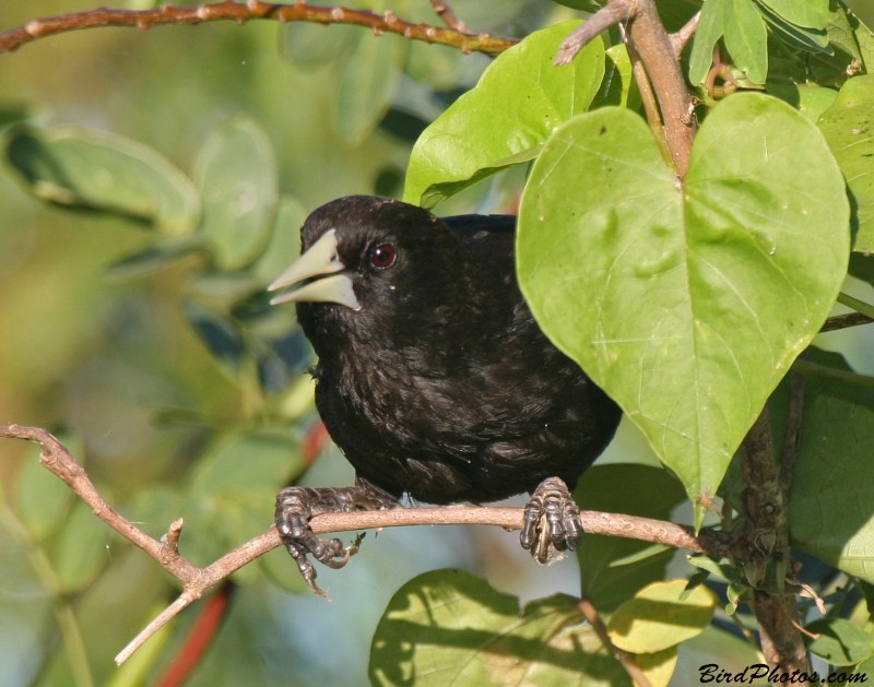 Solitary Cacique