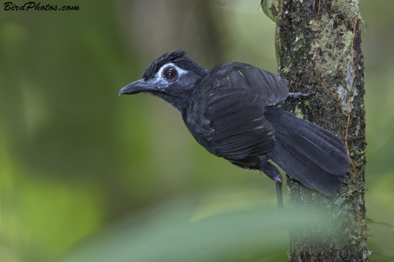 Sooty Antbird