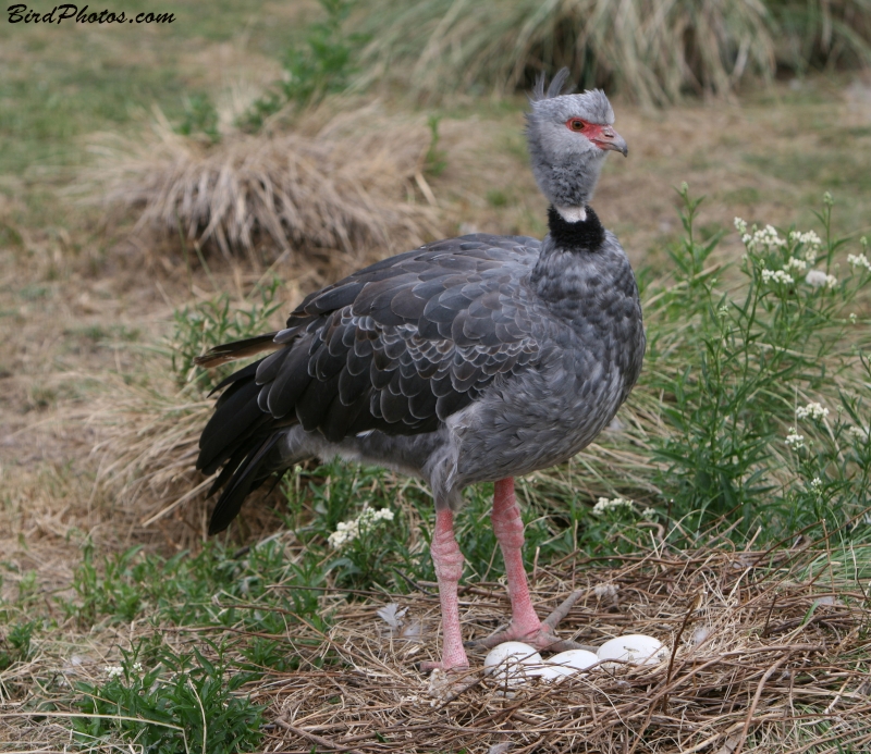 Southern Screamer