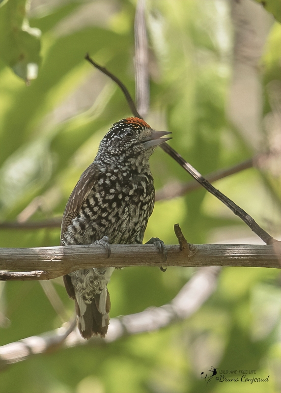 Speckle-chested Piculet