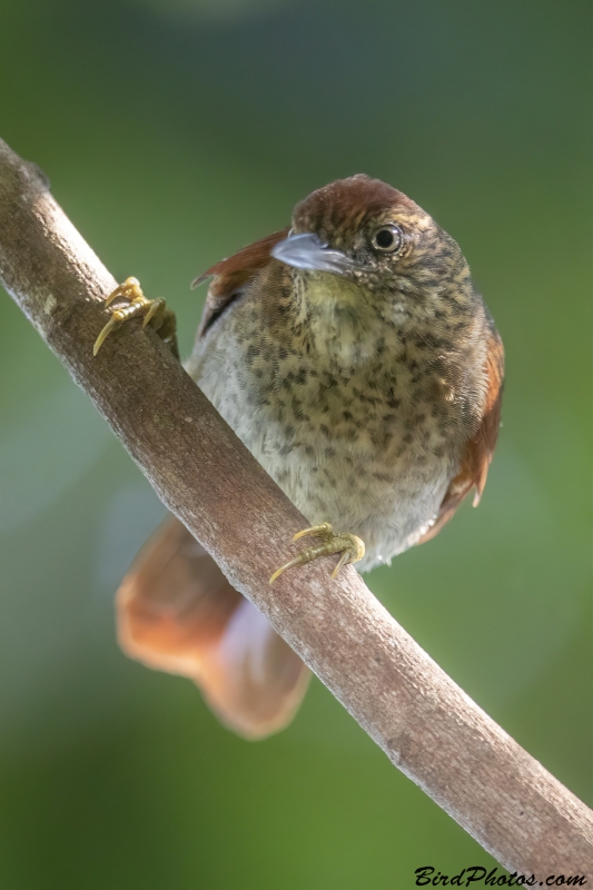 Speckled Spinetail