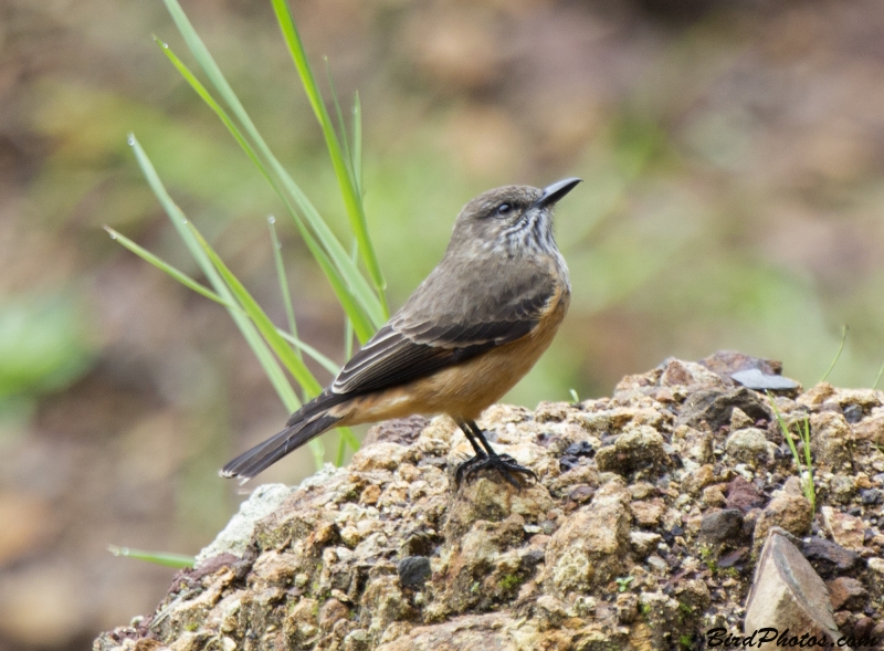 Streak-throated Bush Tyrant