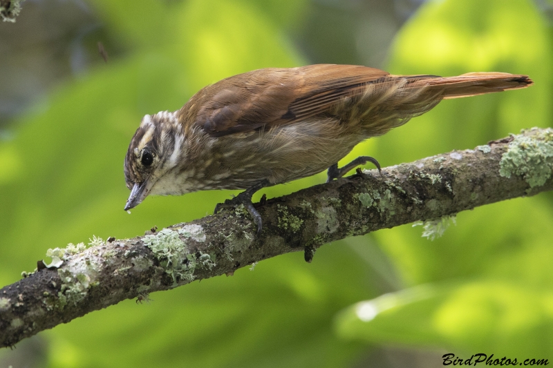 Streaked Xenops