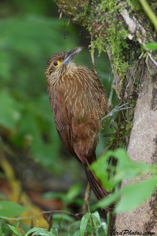 Strong-billed Woodcreeper