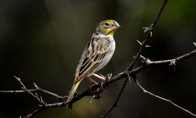 Sulphur-throated Finch