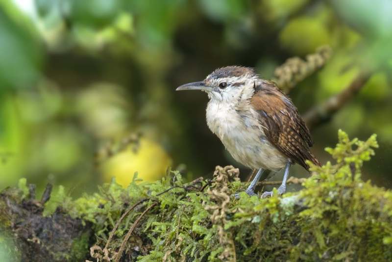 Superciliated Wren