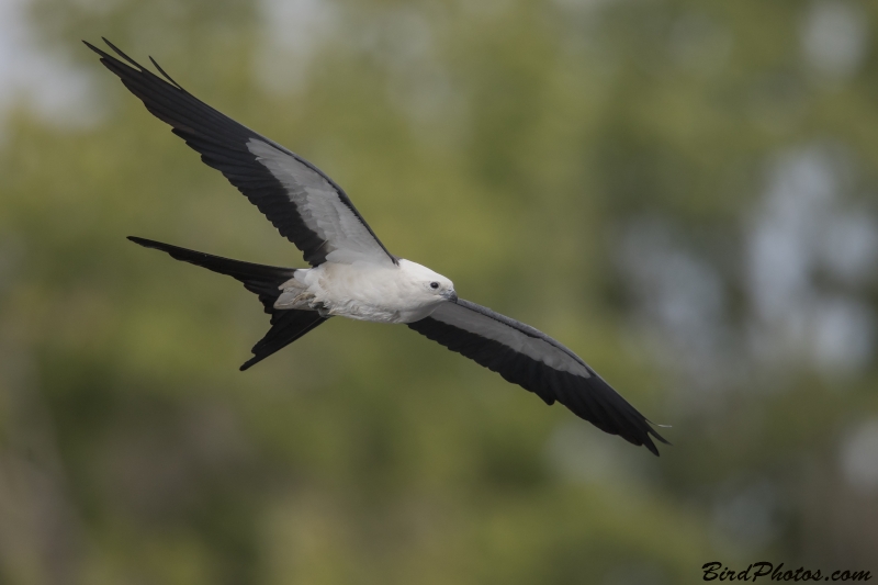 Swallow-tailed Kite