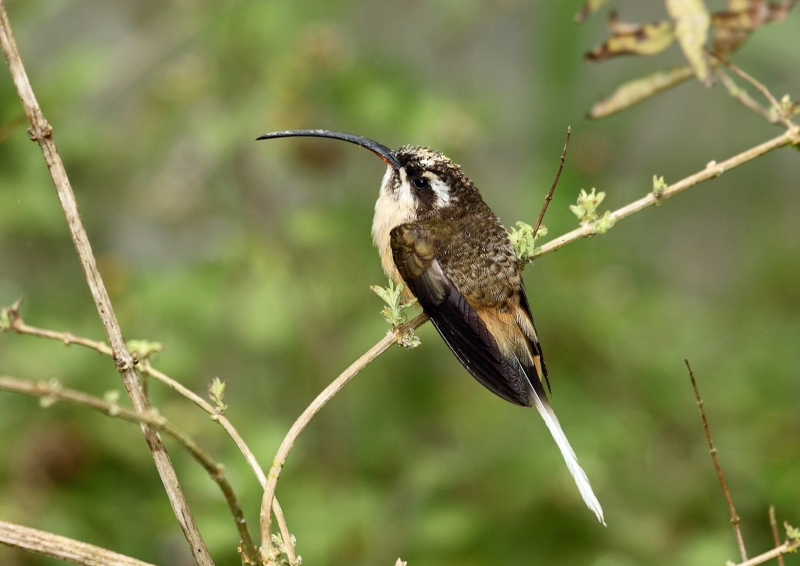 Tawny-bellied Hermit