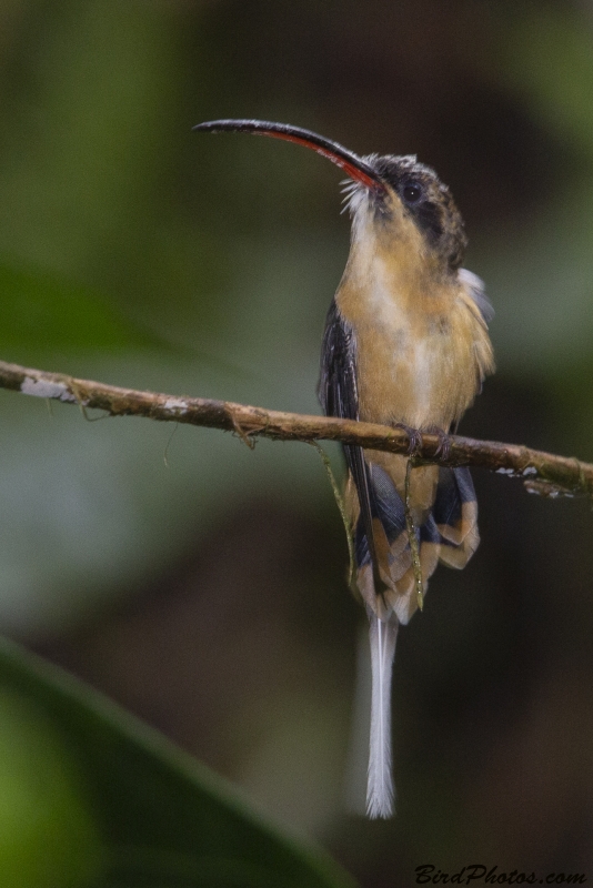 Tawny-bellied Hermit