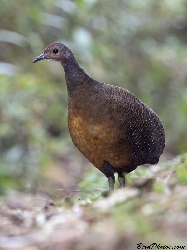 Tawny-breasted Tinamou