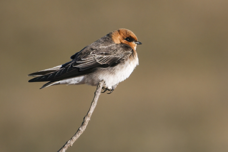 Tawny-headed Swallow