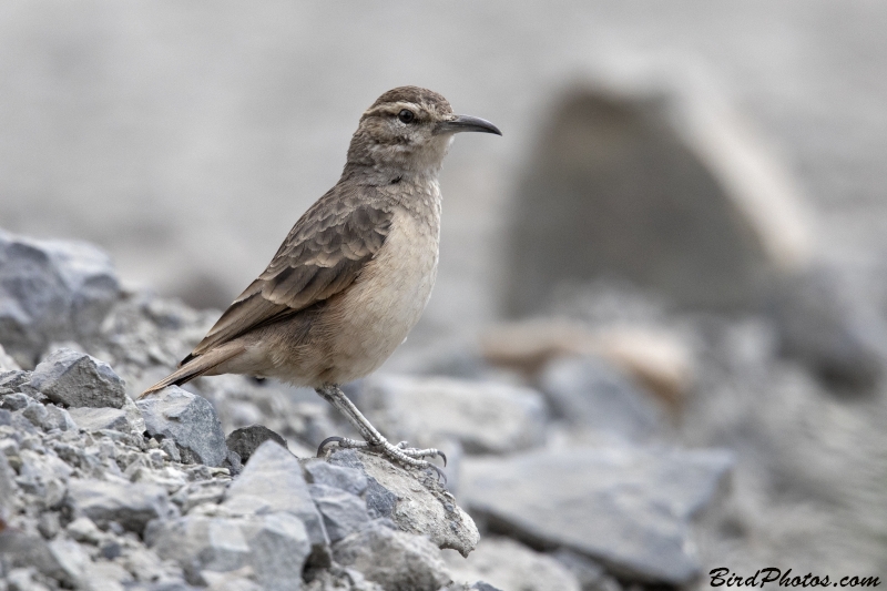 Thick-billed Miner