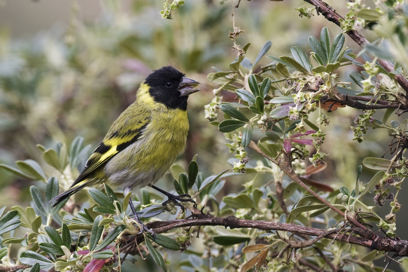 Thick-billed Siskin