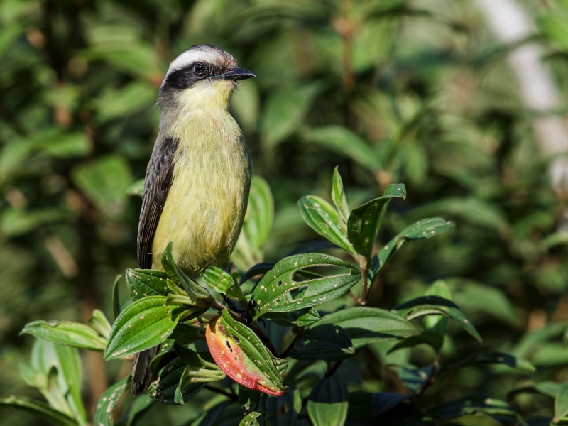 Three-striped Flycatcher