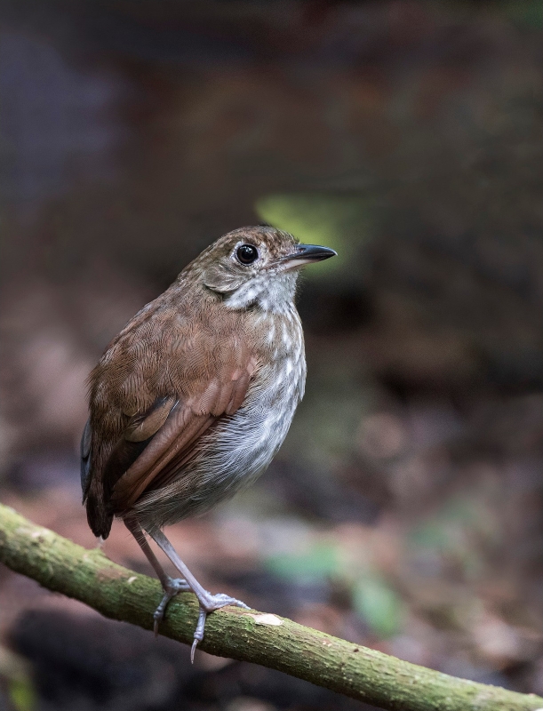 Thrush-like Antpitta