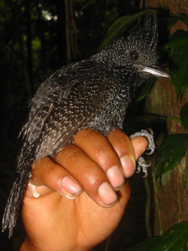 Undulated Antshrike