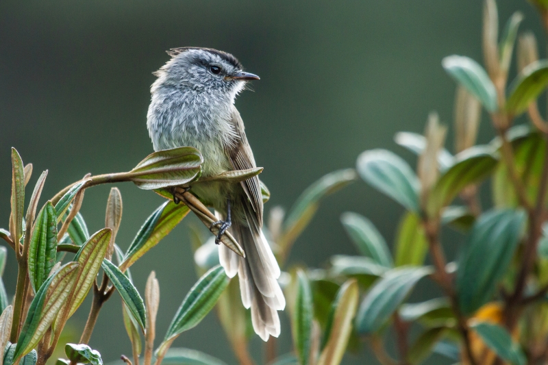 Unstreaked Tit-Tyrant