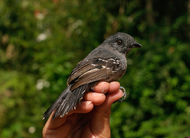 Upland Antshrike