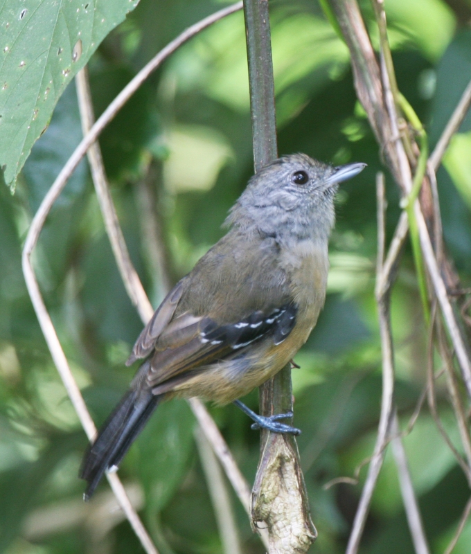 Variable Antshrike