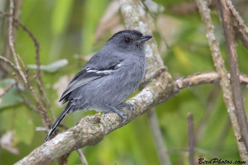 Variable Antshrike