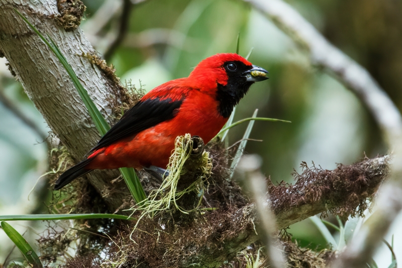 Vermilion Tanager