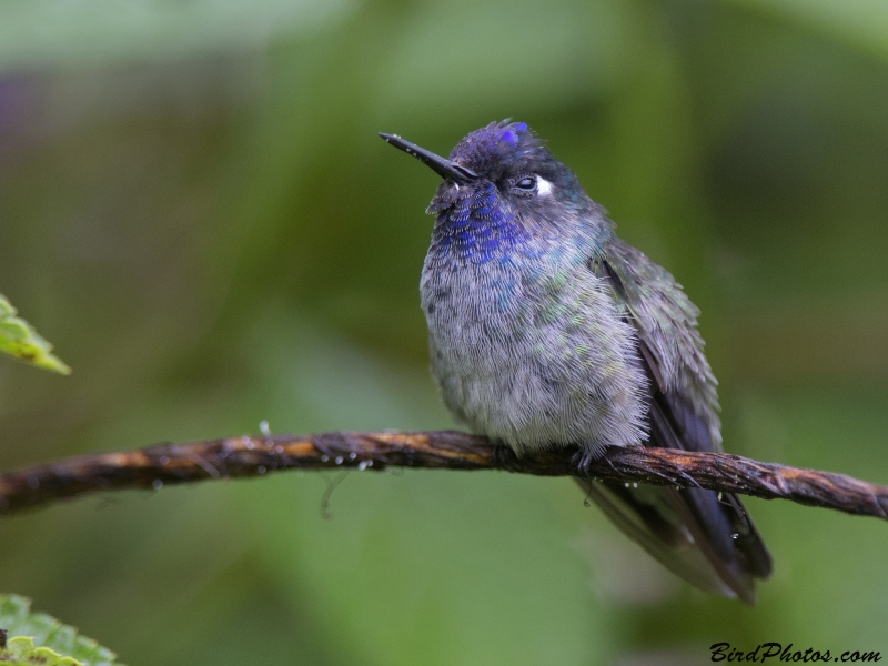 Violet-headed Hummingbird