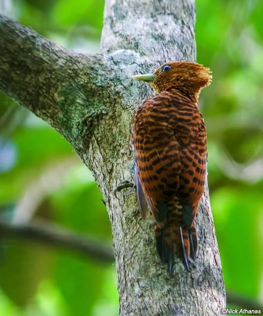 Waved Woodpecker