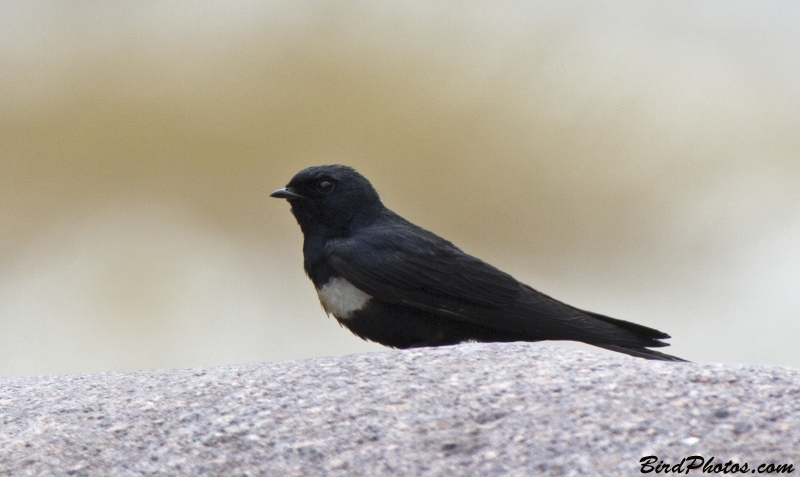 White-banded Swallow