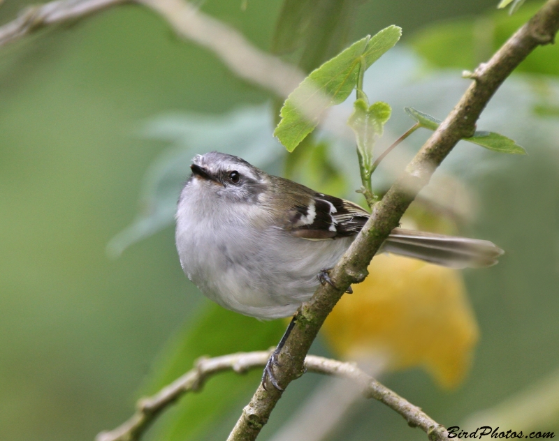 White-banded Tyrannulet