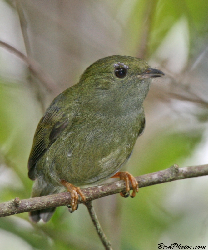 White-bearded Manakin