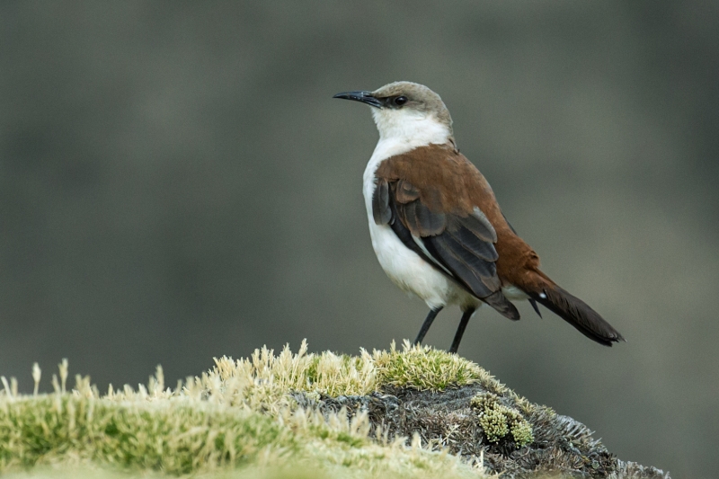 White-bellied Cinclodes