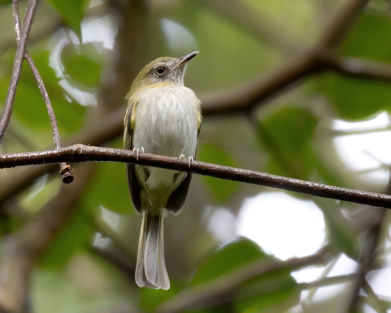 White-bellied Tody-Tyrant