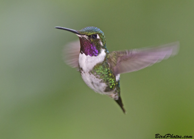 White-bellied Woodstar