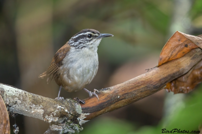 White-breasted Wood Wren