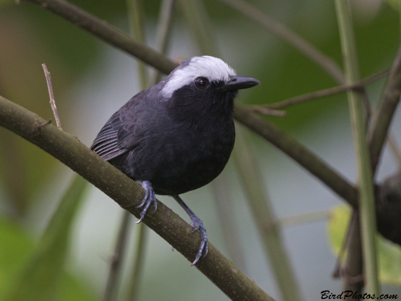 White-browed Antbird